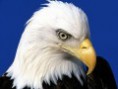 /album/fotogaleria/aguilas-aguilas-1-jpg/