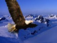 /album/fotogaleria/aguilas-aguilas-2-jpg/