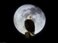 /album/fotogaleria/aguilas-aguilas-7-jpg/